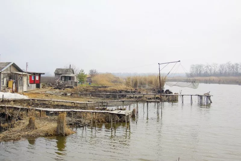 Уже весной товарная рыба из водоемов хозяйства появится на прилавке. Уже весной товарная рыба из водоемов хозяйства появится на прилавке.