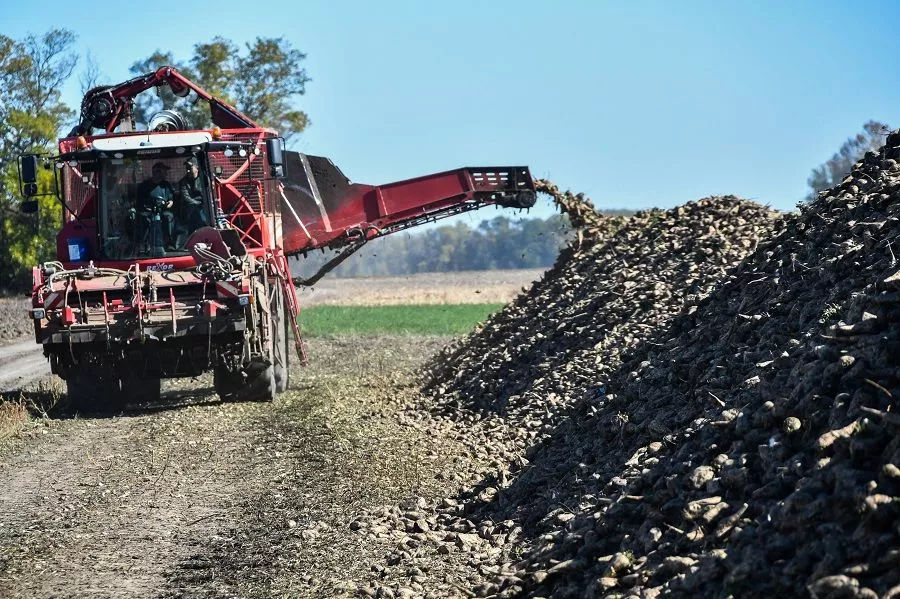 В этом засушливом году в хозяйстве получили по 440 центнеров свеклы с гектара, при среднерайонном показателе в 380 центнеров. В этом засушливом году в хозяйстве получили по 440 центнеров свеклы с гектара, при среднерайонном показателе в 380 центнеров.