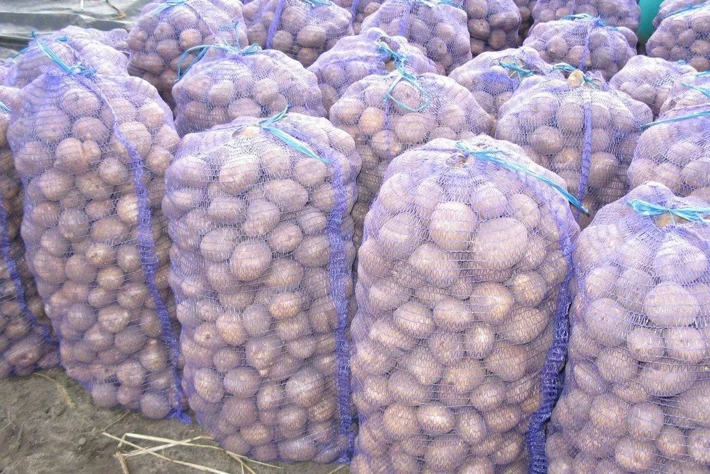 Оптовики закупают картофель с куриное яйцо по пятерке за килограмм. Сколько платят за первосортную - осталось тайной.