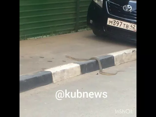 Змея в Краснодаре