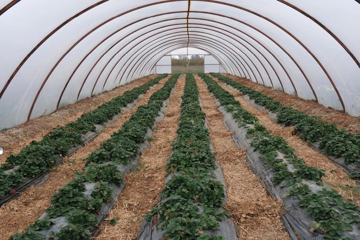 Выращивание клубники в теплицах - работа, требующая невной заботы о зеленых кустиках.