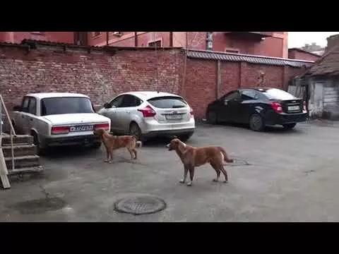 Бездомные собаки в Краснодаре