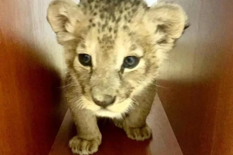 Африканский львенок, которого забрали у уличного фотографа. anapa-official.ru Африканский львенок, которого забрали у уличного фотографа. anapa-official.ru