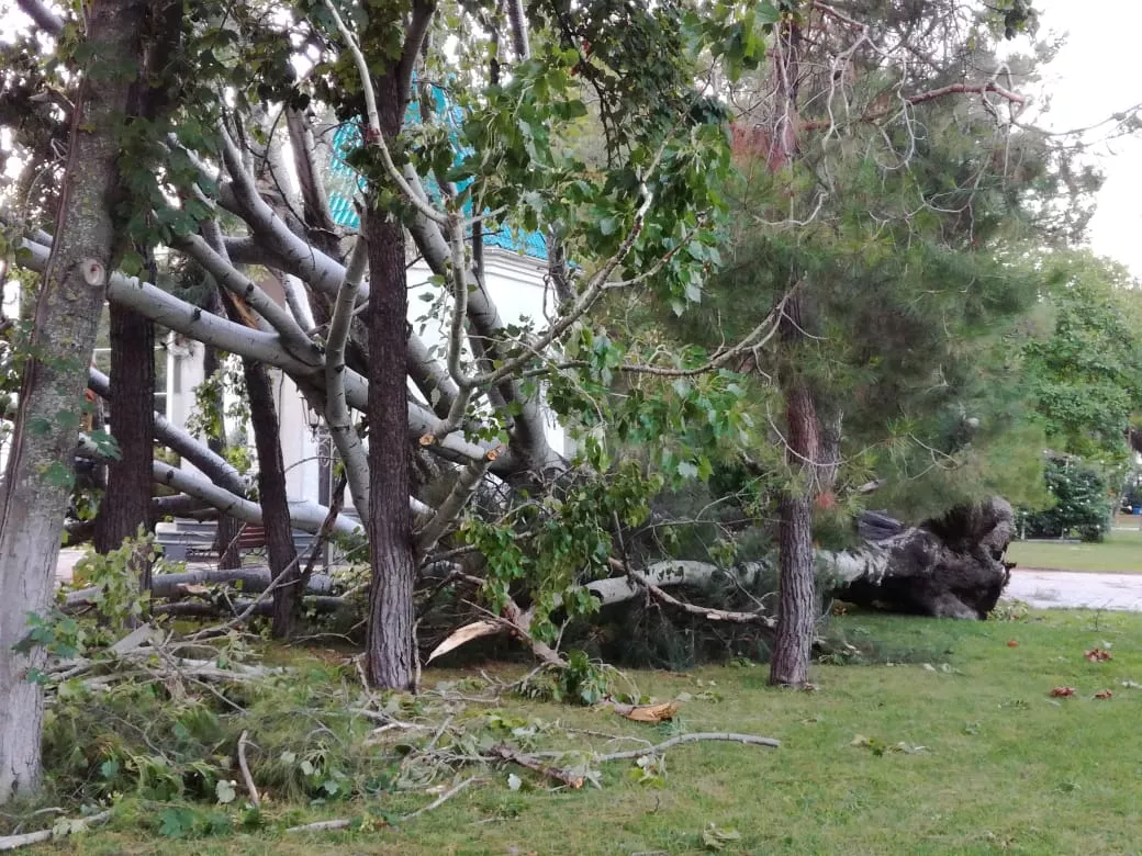 Утро 26 июля 2018 года в Геленджике. Накануне сильный ветер повалил деревья. Утро 26 июля 2018 года в Геленджике. Накануне сильный ветер повалил деревья.