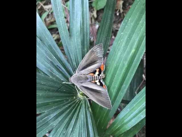 НОВАЯ МАССОВАЯ ЭКСПАНСИЯ ПАЛЬМОВОГО БУРИЛЬЩИКА В СОЧИ