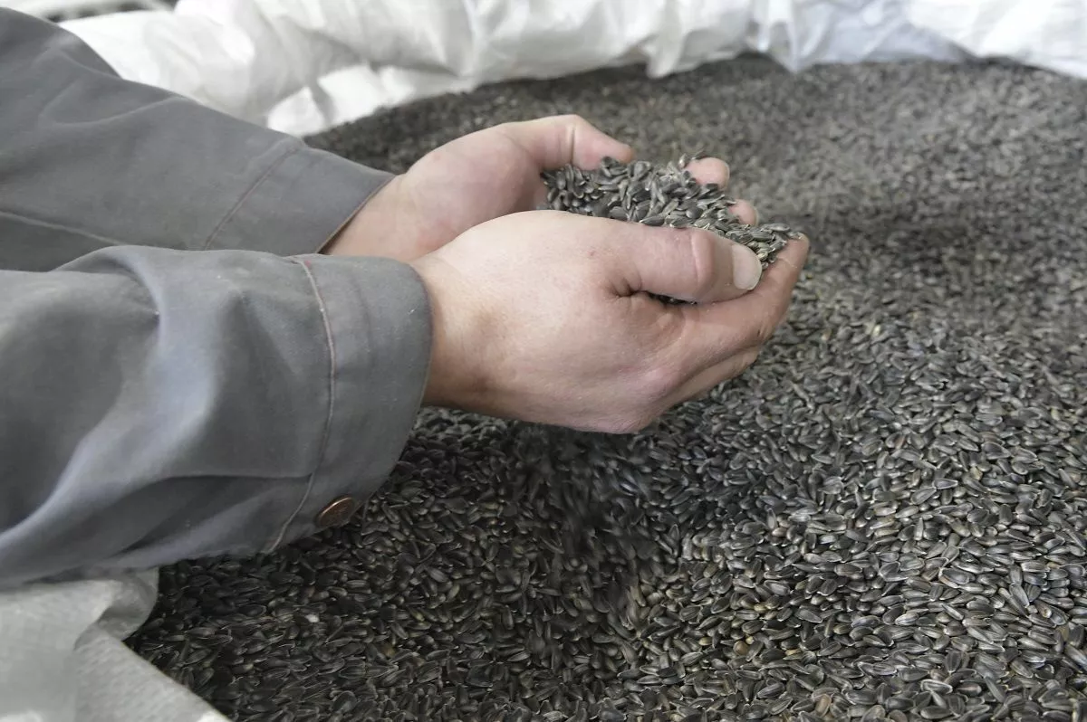 Зерно с поля на заводе проходит предварительную и тонкую очистку, а затем калибруется по размеру, весу и цвету.