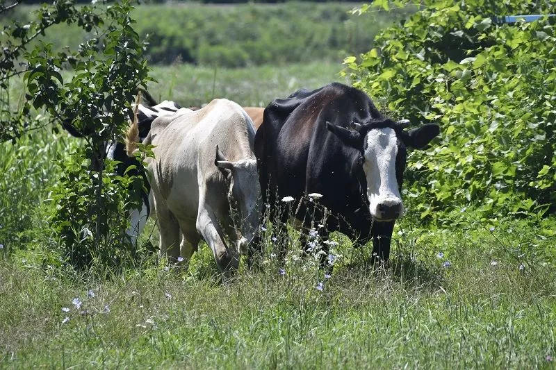 В начале прошлого года приобрели первые 30 голов КРС калмыцкой породы.