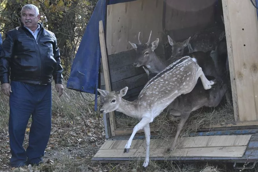 Несколько секунд  потребовалось ланям, чтобы покинуть кузов автомобиля.