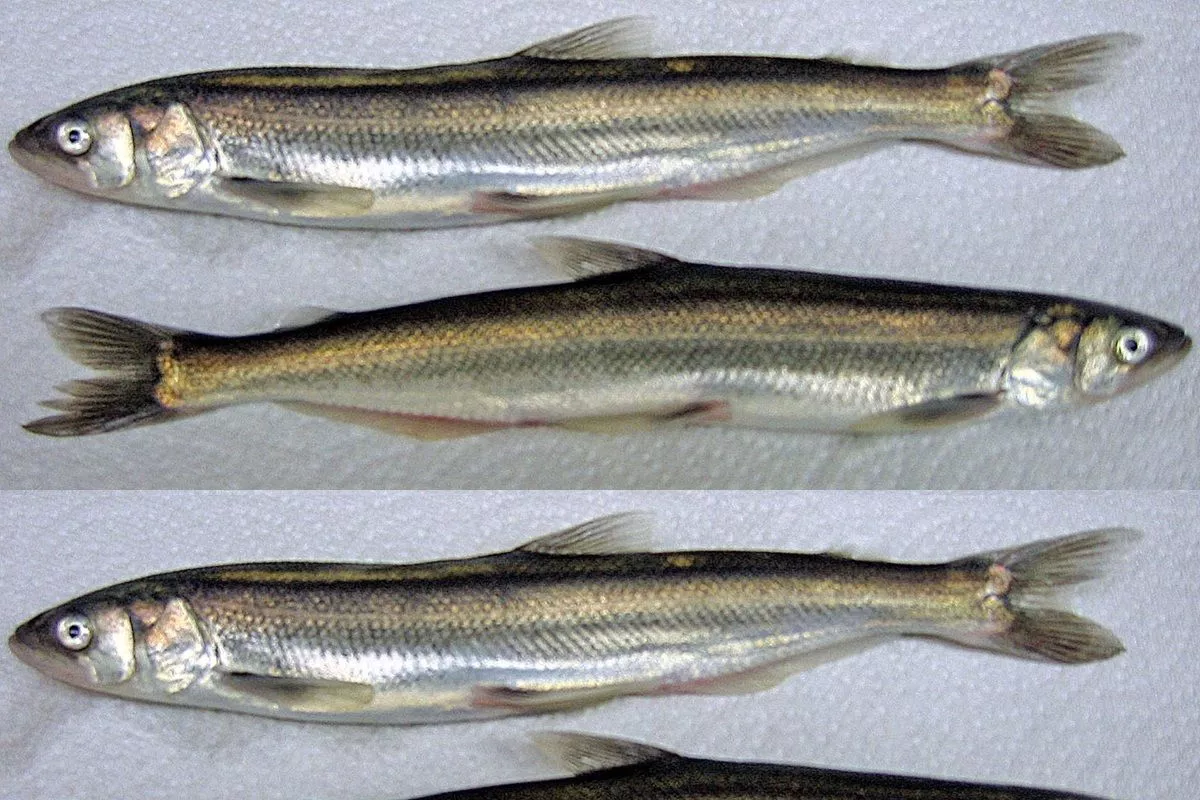 Мойва, выловленная на Аляске.