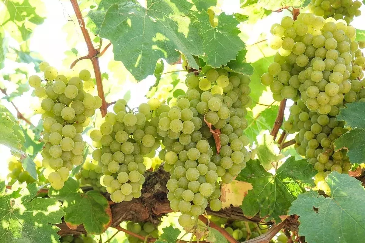 Краснодарский край – крупнейший в России регион-производитель винограда и винодельческой продукции.