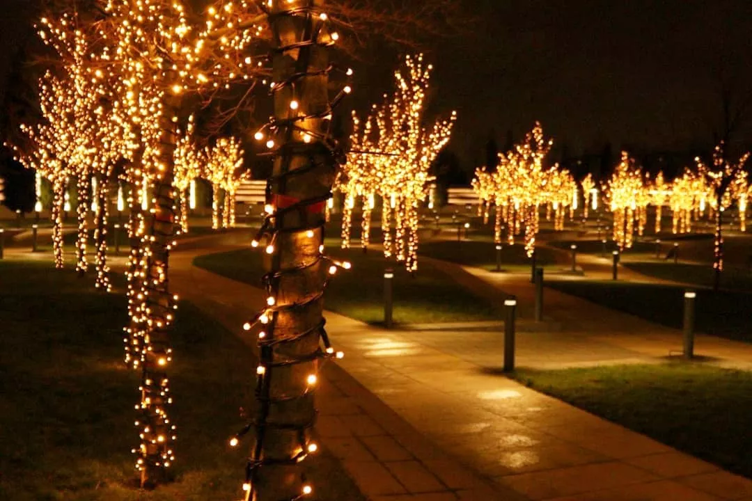 Светится на стадионе почти каждое дерево.