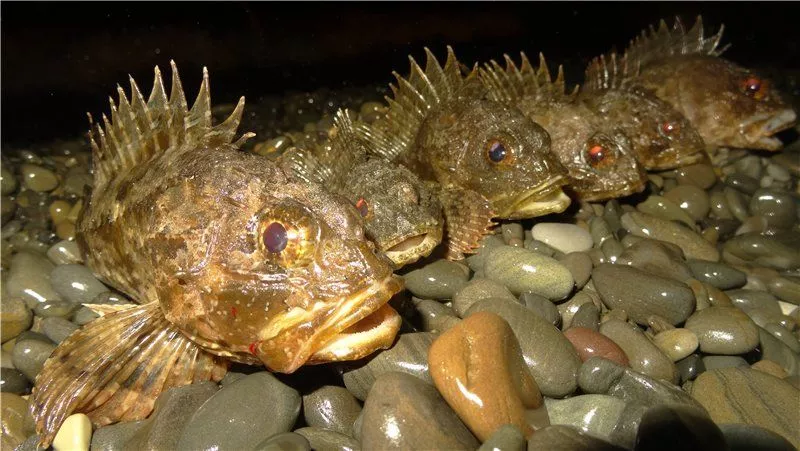 Морские трофеи