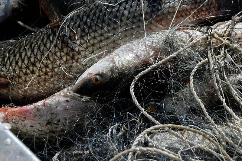 С 1 марта по 31 мая азовские лиманы Краснодарского края являются запретными для вылова водных биоресурсов.