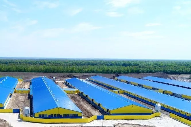 Благодаря инвестициям в районе построен крупный свиноводческий комплекс. 