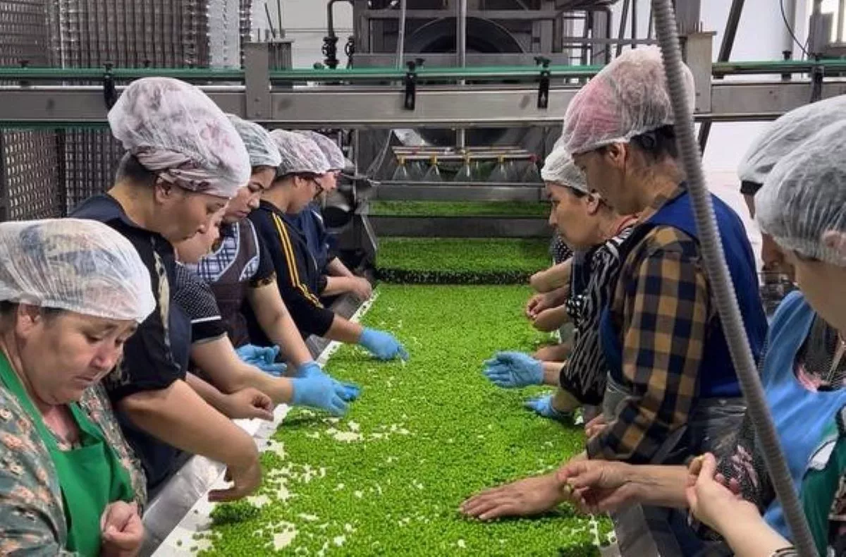 За последние 10 лет на консервном заводе было построено два новых производственных корпуса. Численность работников выросла на треть и сегодня составляет более 300 человек. За последние 10 лет на консервном заводе было построено два новых производственных корпуса. Численность работников выросла на треть и сегодня составляет более 300 человек.