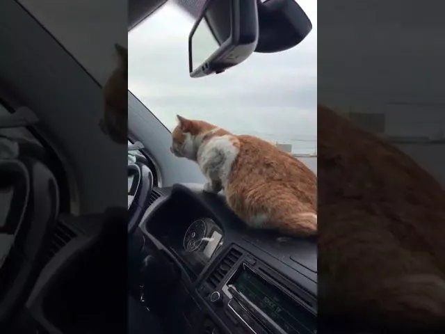 Николай Валуев и кот Мостик на Крымском мосту