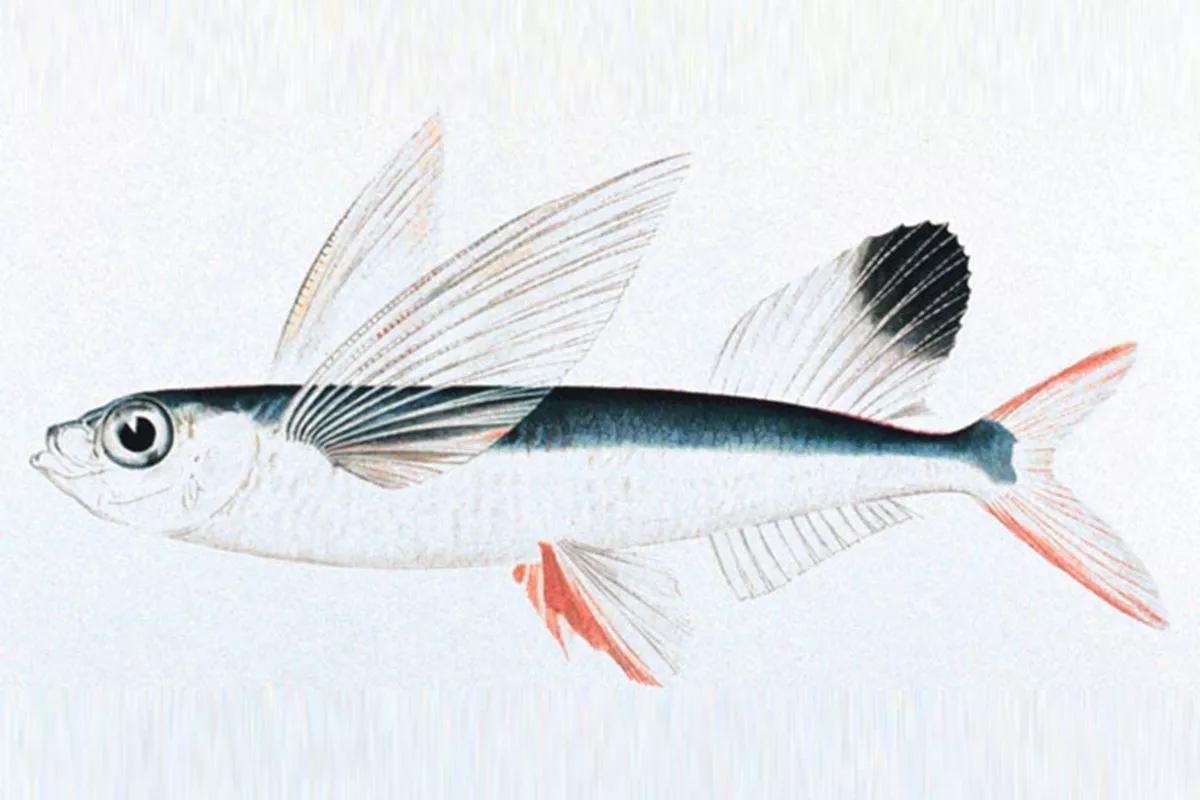 Изображение летучей рыбы (Parexocoetus brachypterus) из книги «Прибрежные рыбы Гавайских островов с общим описанием ихтиофауны».