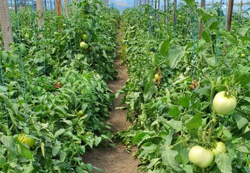 Из-за изменившегося климата от выращивания овощей в открытом грунте пришлось отказаться, членов кооператива выручают теплицы и капельный полив. Из-за изменившегося климата от выращивания овощей в открытом грунте пришлось отказаться, членов кооператива выручают теплицы и капельный полив.