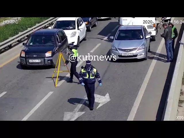 Утиное семейство нарушает карантин в Краснодаре