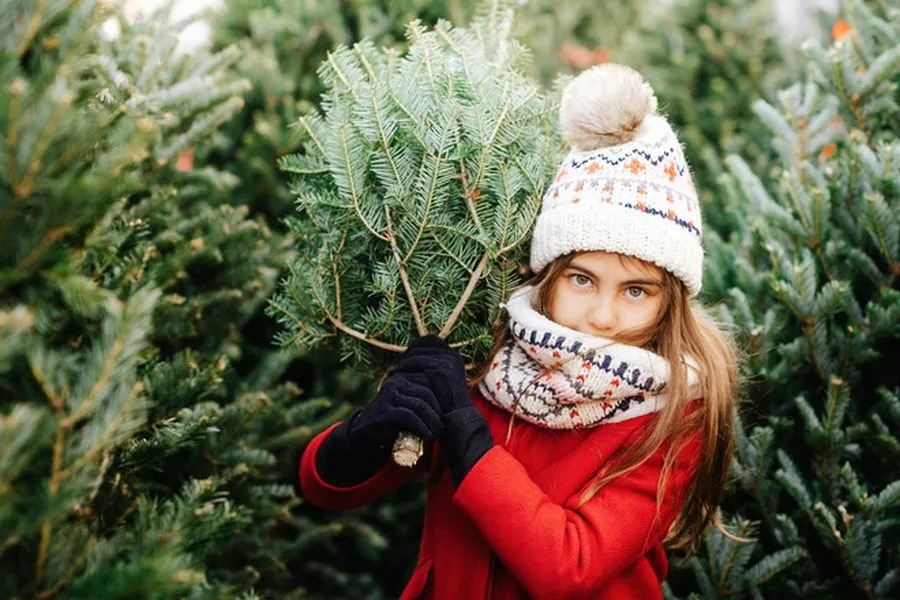 Купить елку в Краснодаре можно по цене от 500 рублей за погонный метр. Купить елку в Краснодаре можно по цене от 500 рублей за погонный метр.