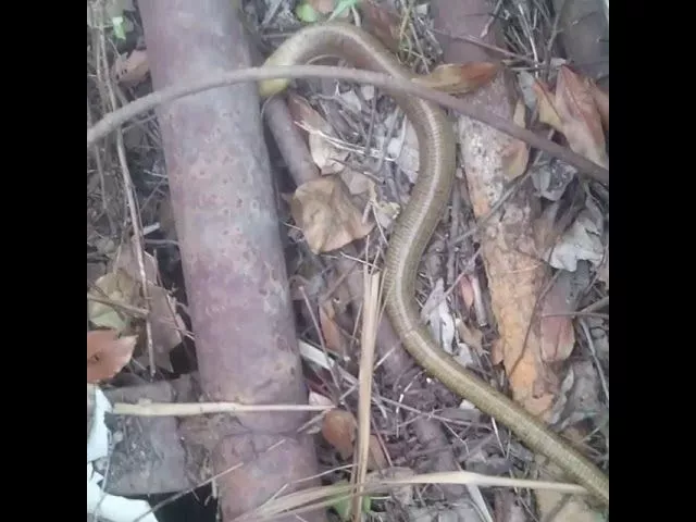 Безногая ящерица на Кубани