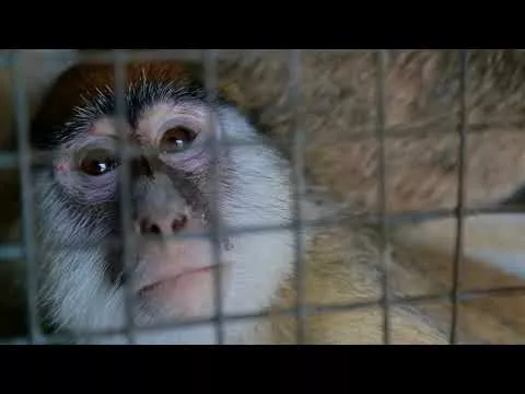 Контрафактные обезьяны