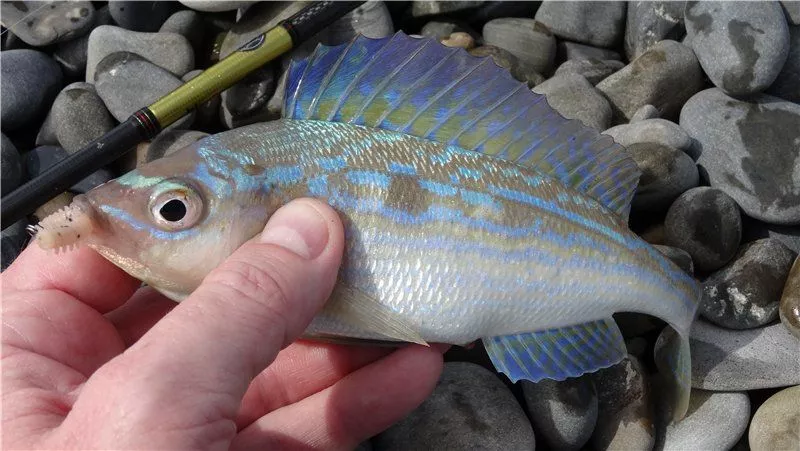 Морские трофеи