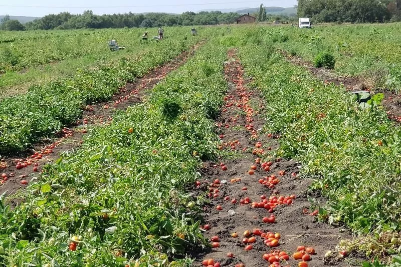 Теперь на полях и в теплицах КФХ, помимо дынь и арбузов, вызревают еще и помидоры, перцы, огурцы, баклажаны, лук и другие культуры.