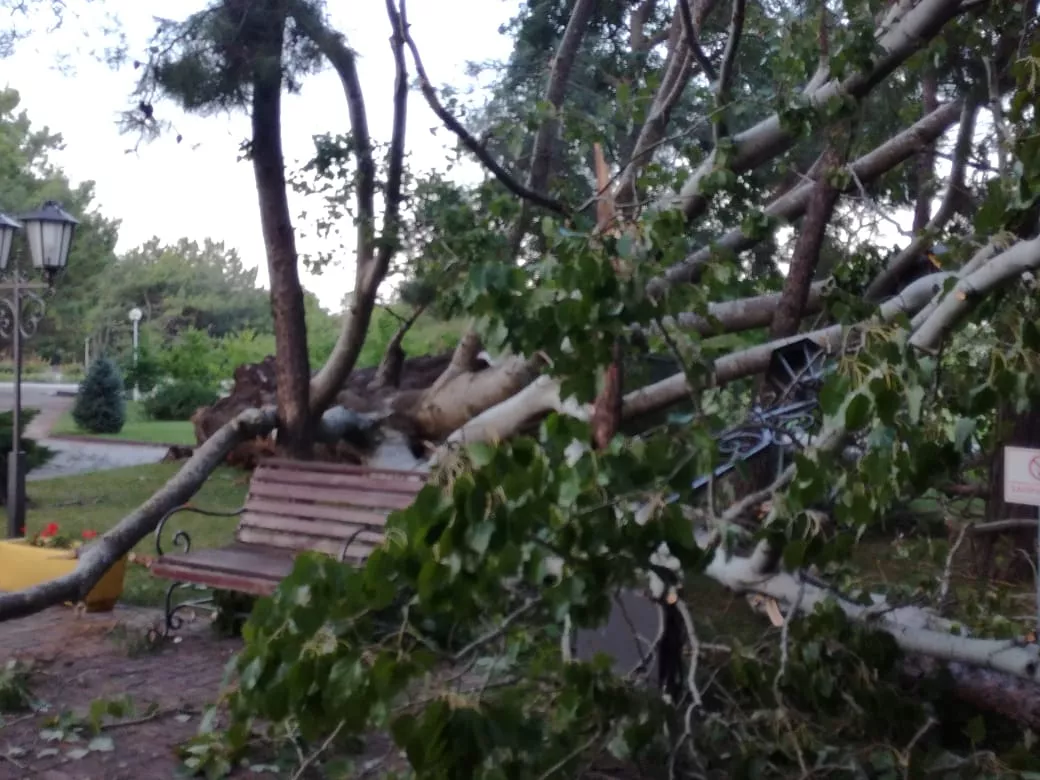 Утро 26 июля 2018 года в Геленджике. Накануне сильный ветер повалил деревья. Утро 26 июля 2018 года в Геленджике. Накануне сильный ветер повалил деревья.