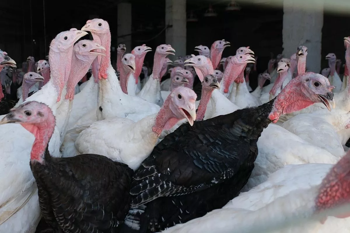 Выращивание индейки - популярное в Краснодарском крае направление птицеводства. Выращивание индейки - популярное в Краснодарском крае направление птицеводства.