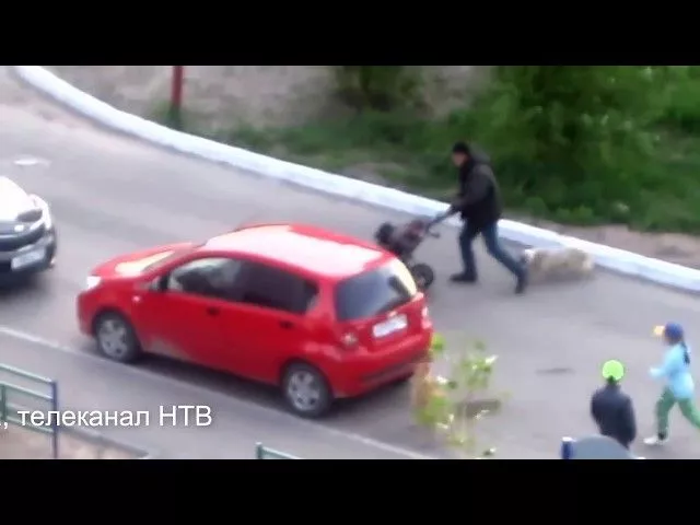 Бродячие собаки нападают на людей