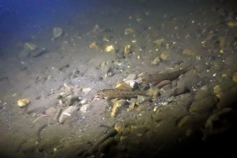 Хаджохская теснина - одна из знаменитых природных достопримечательностей горной Адыгеи.