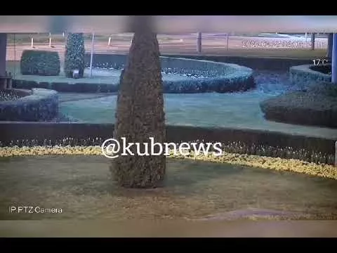 Кража цветов на Старокубанском кольце в Краснодаре