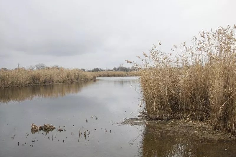 Река Ея, как и большинство водоемов степной зоны края, мелеет и зарастает камышом.