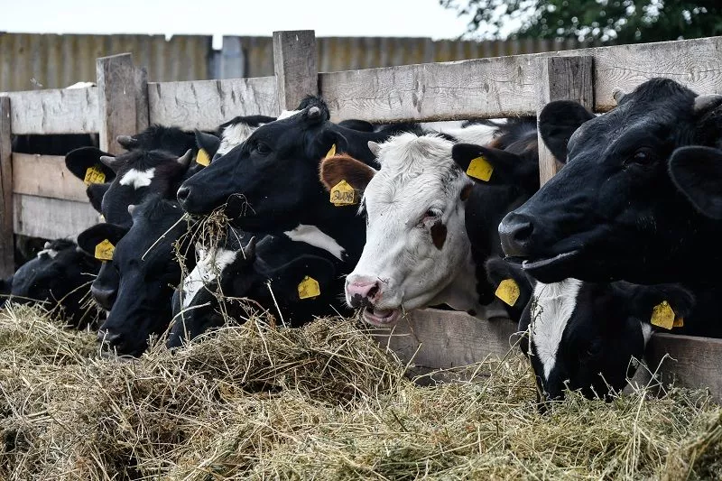 Семейная ферма Строцких располагается на площадях бывшей молочно-товарной фермы крупного колхоза. Семейная ферма Строцких располагается на площадях бывшей молочно-товарной фермы крупного колхоза.