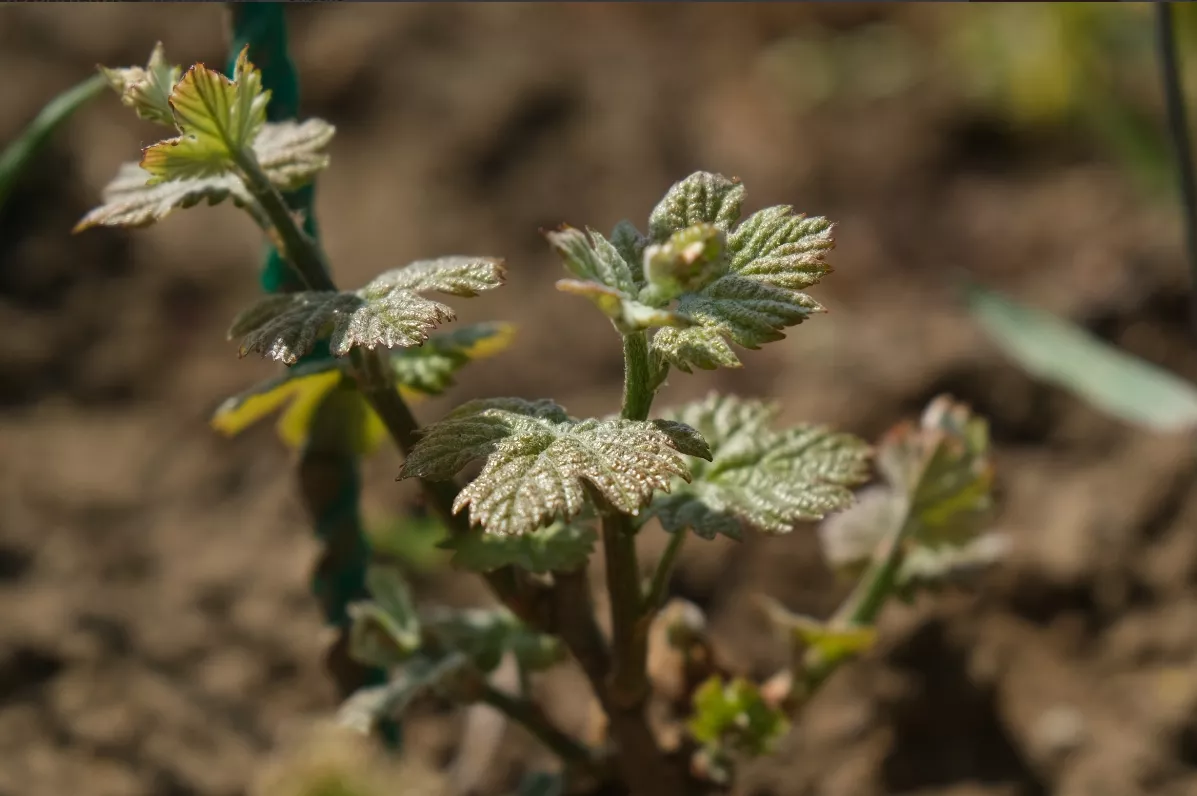 В 2020 году в крае планируется заложить еще 1500 га молодой лозы.