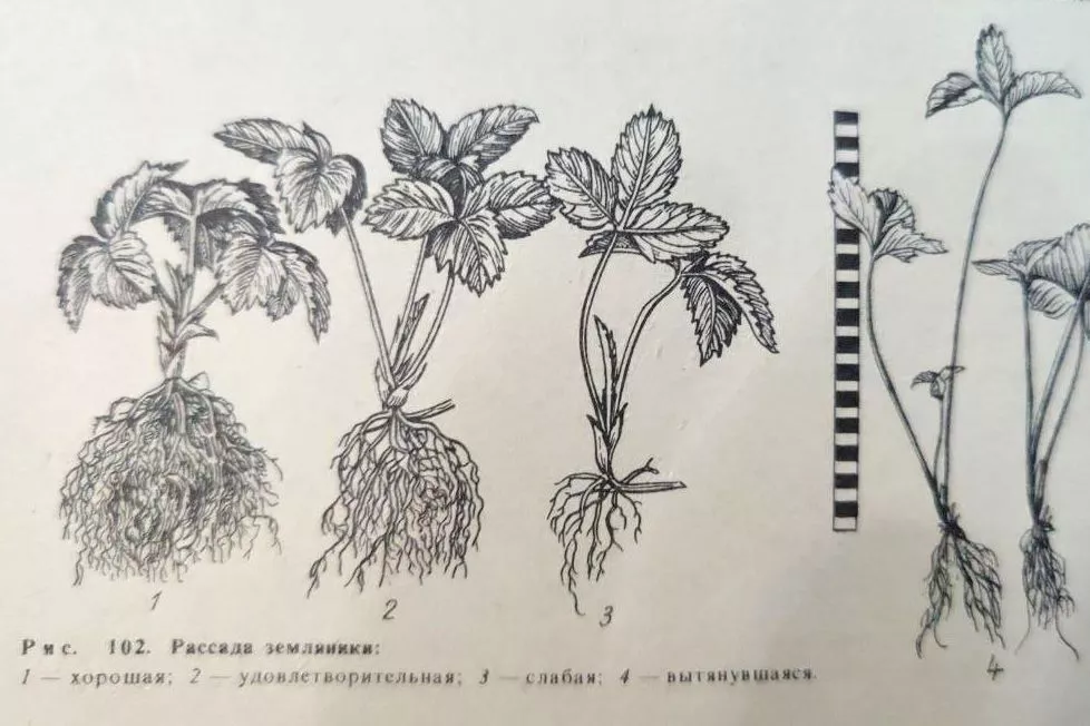 Рассада клубники из книги «Азбука садовода».