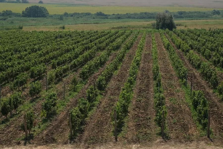 Ставка делается на выращивание местных сортов