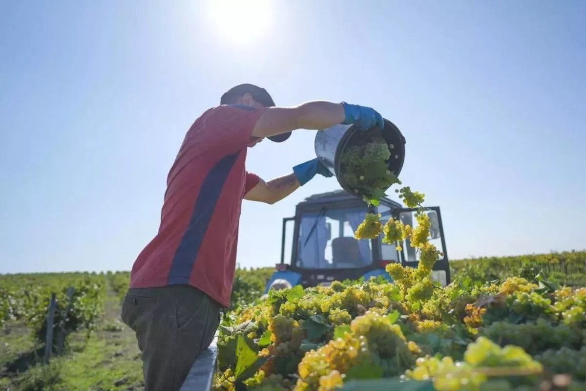 За последние пять лет в регионе открылось свыше 40 винодельческих предприятий и фермерских хозяйств.