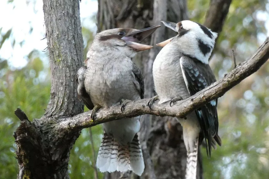 За время экспедиции путешественникам удалось наблюдать около 150 видов животных. За время экспедиции путешественникам удалось наблюдать около 150 видов животных.