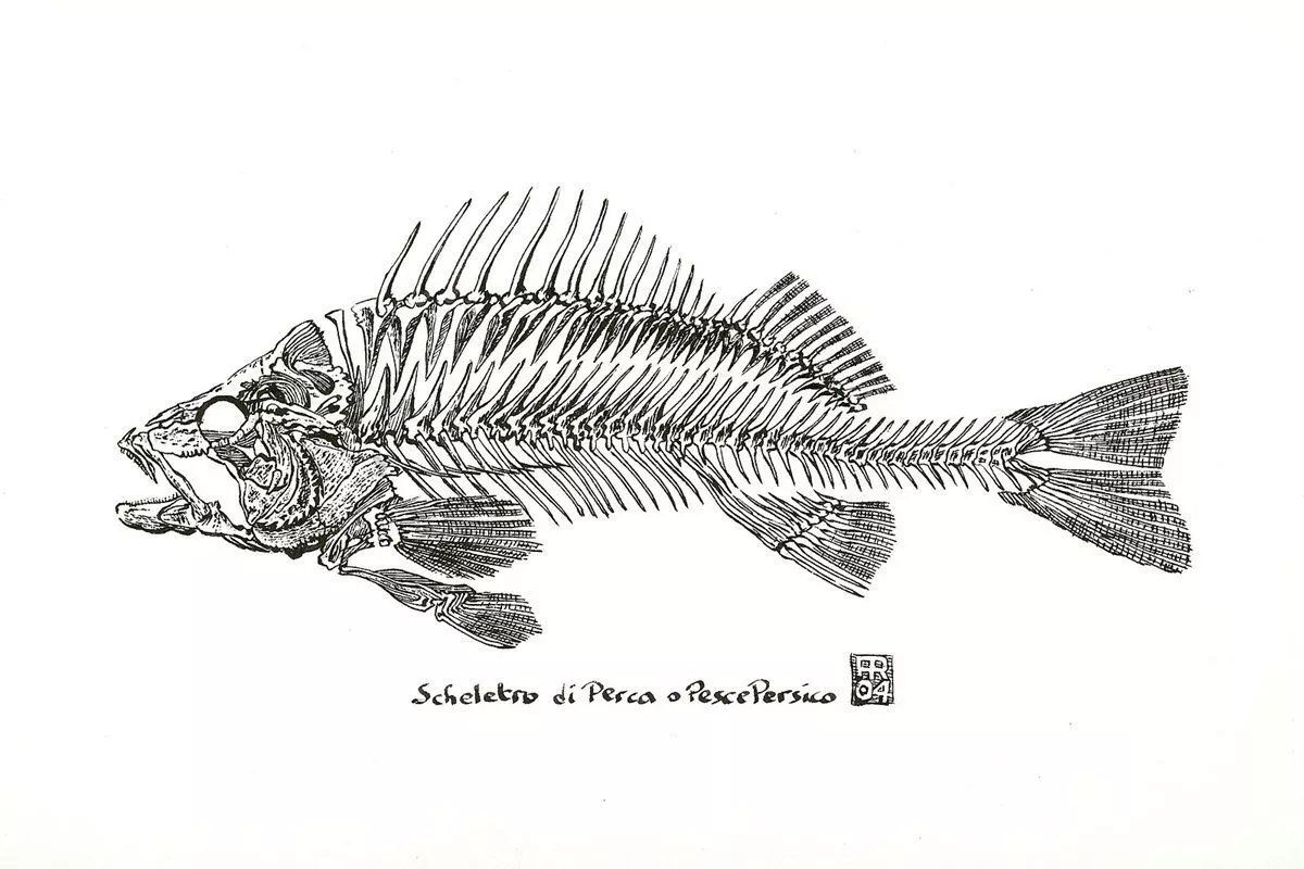Скелет окуня из одной из старейших итальянских книг.