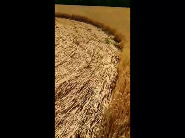 Круги на полях в Тихорецком районе 1