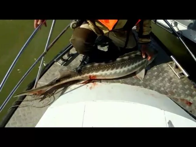 Спасение осетра