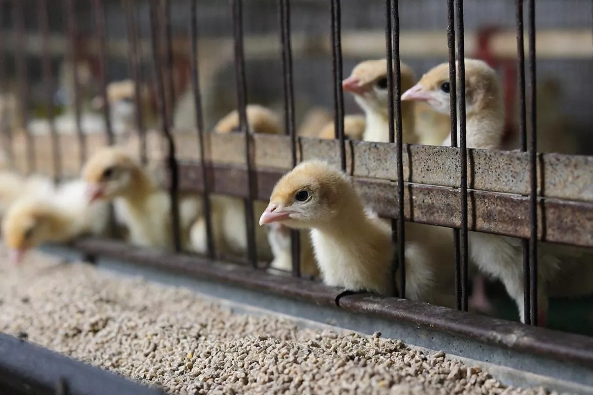 По производству яиц и птицы Кубань входит в десятку лидеров страны. По производству яиц и птицы Кубань входит в десятку лидеров страны.