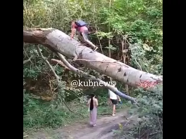 Тополь упал на "тропу здоровья" в Краснодаре