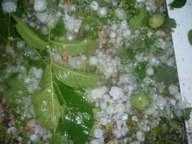 Град в Краснодарском крае повредил поля, дома и машины. Град в Краснодарском крае повредил поля, дома и машины.