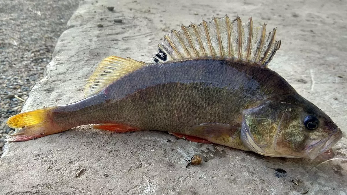 Окунь на Кубани не редкость