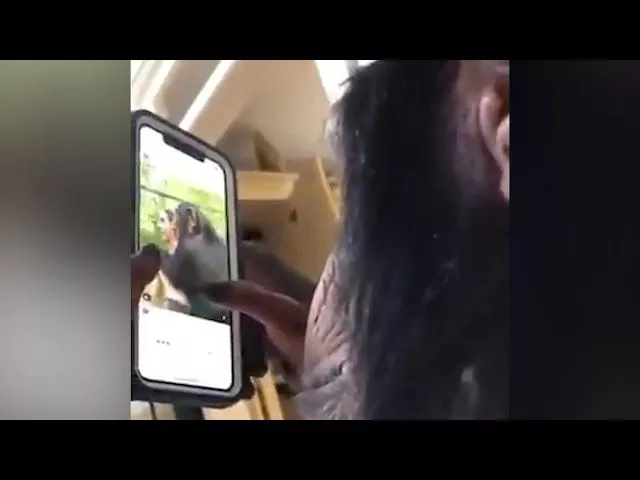 Обезьяна листает Instagram