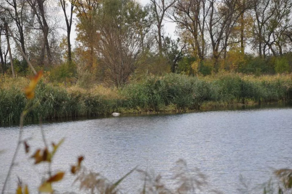 Пруд без лебедей опустел