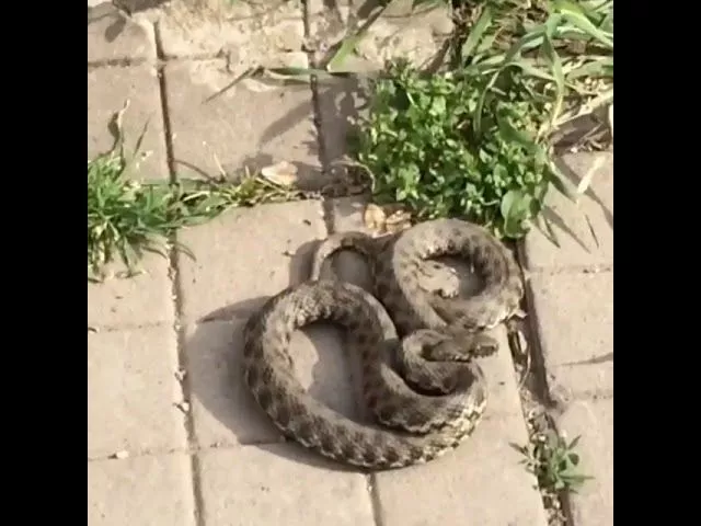 Краснодарцы засняли змею на видео